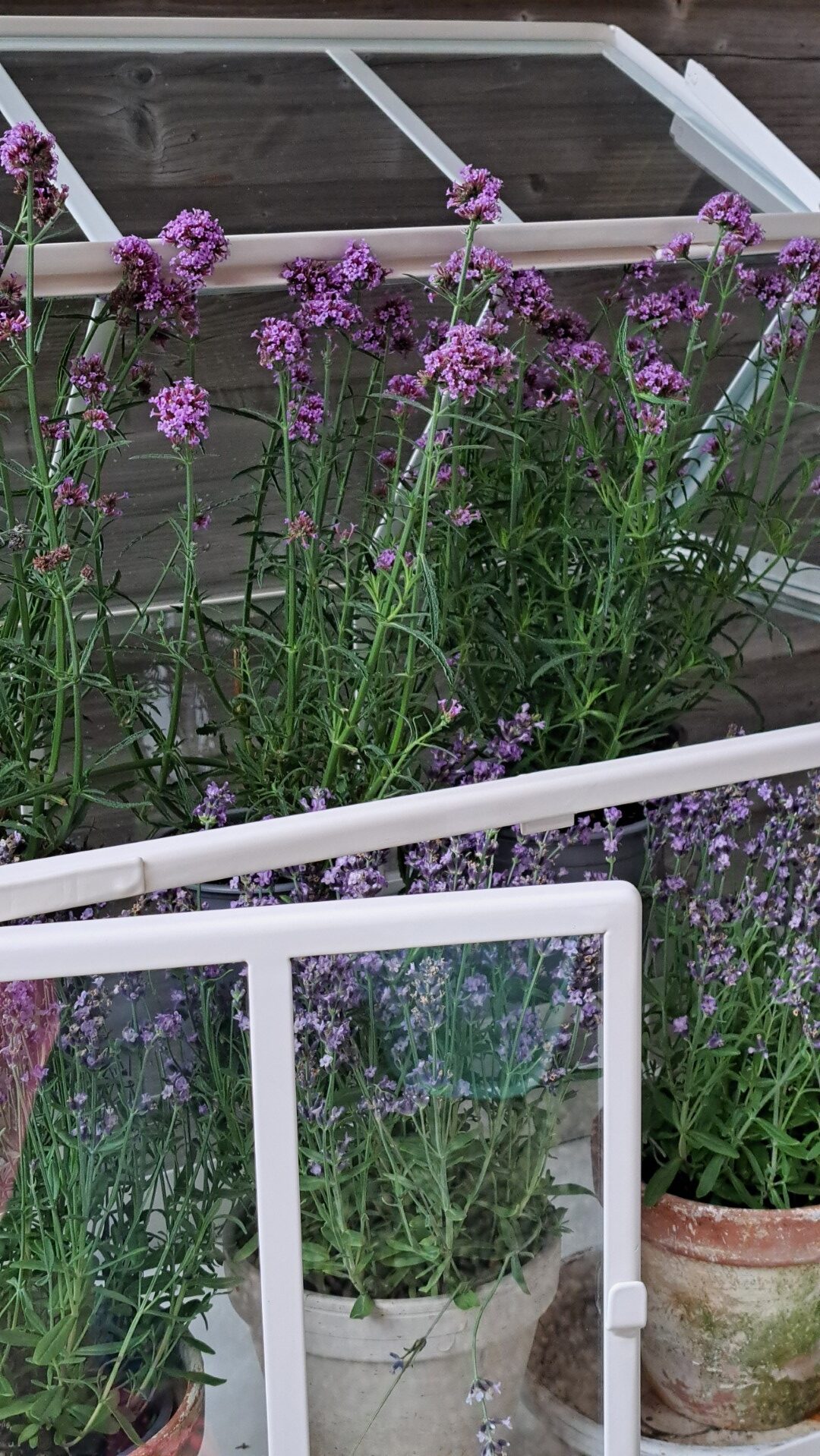 Little flower house